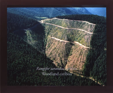 Kootenai River Valley Timber Clear Cut Montana
